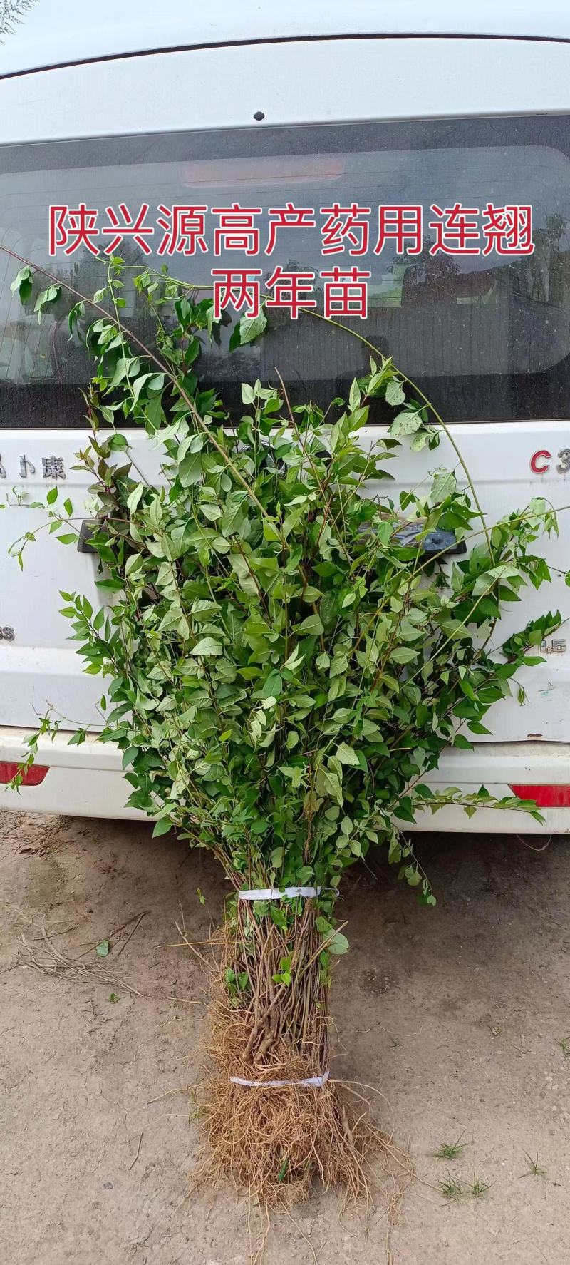连翘苗两年苗和三年小苗，带土球，不要求地径粗度