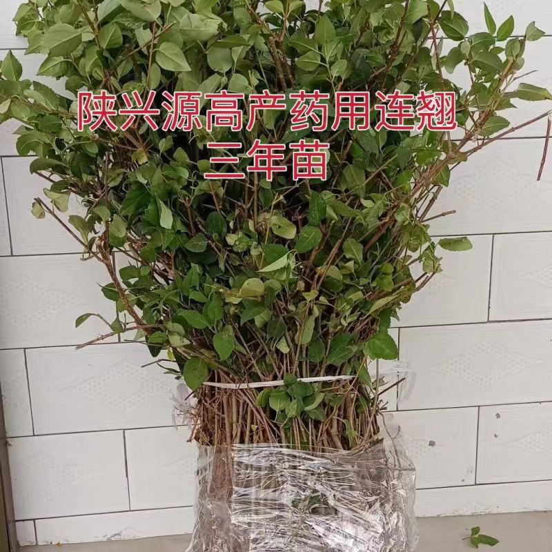 连翘苗两年苗和三年小苗，带土球，不要求地径粗度