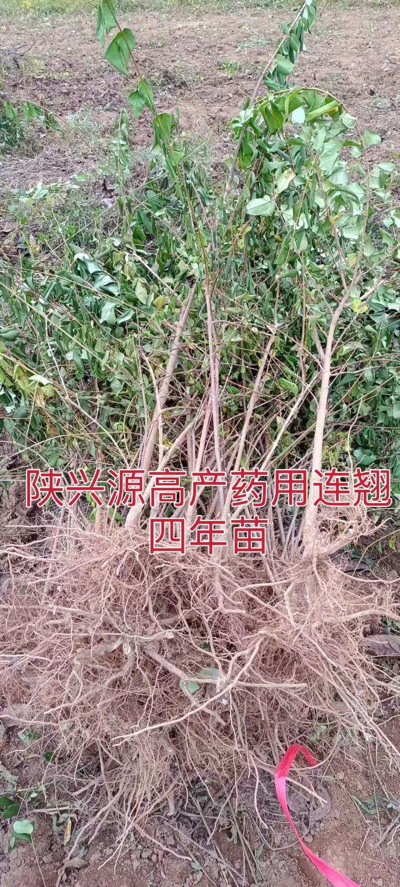 连翘苗两年苗和三年小苗，带土球，不要求地径粗度