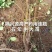 连翘苗两年苗和三年小苗，带土球，不要求地径粗度
