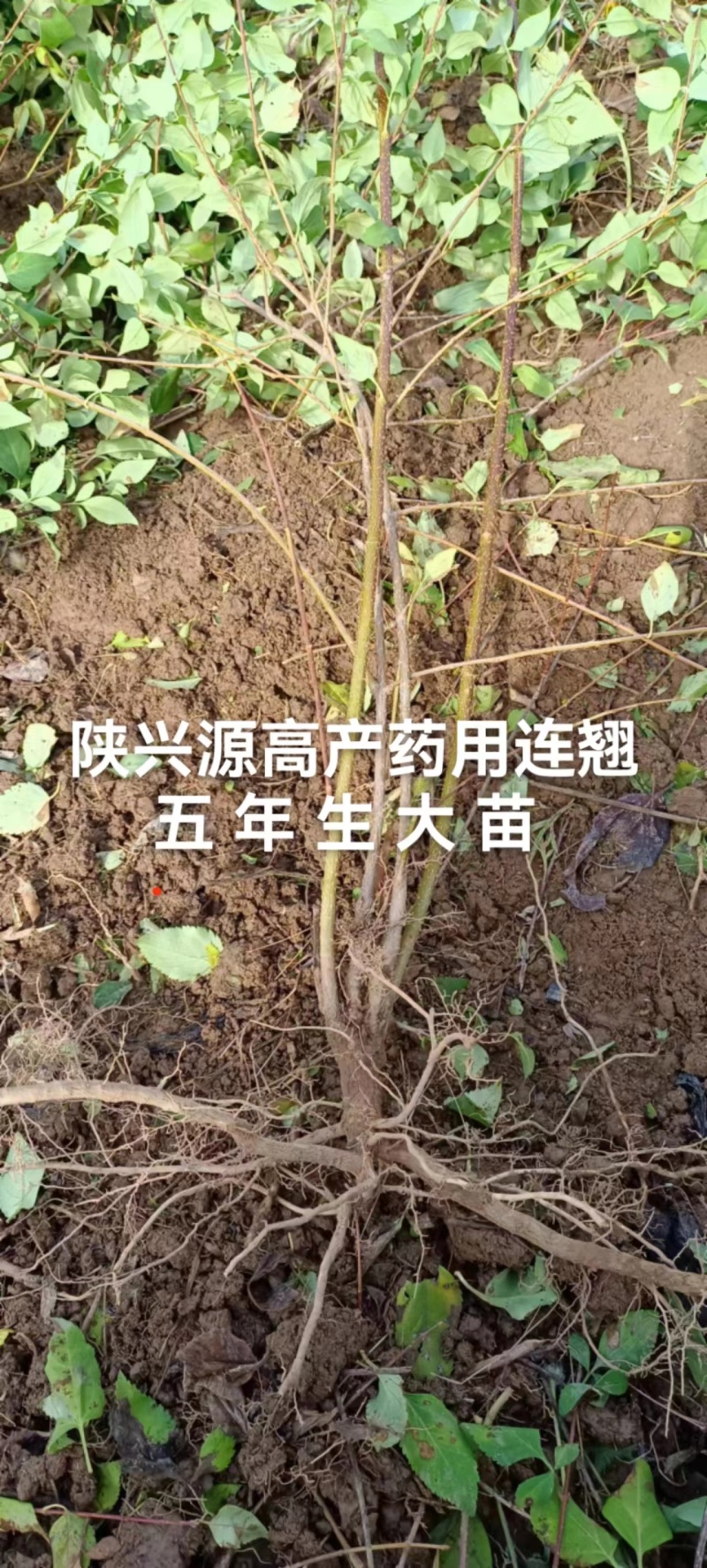 连翘苗两年苗和三年小苗，带土球，不要求地径粗度