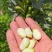 蚕豆鲜蚕豆