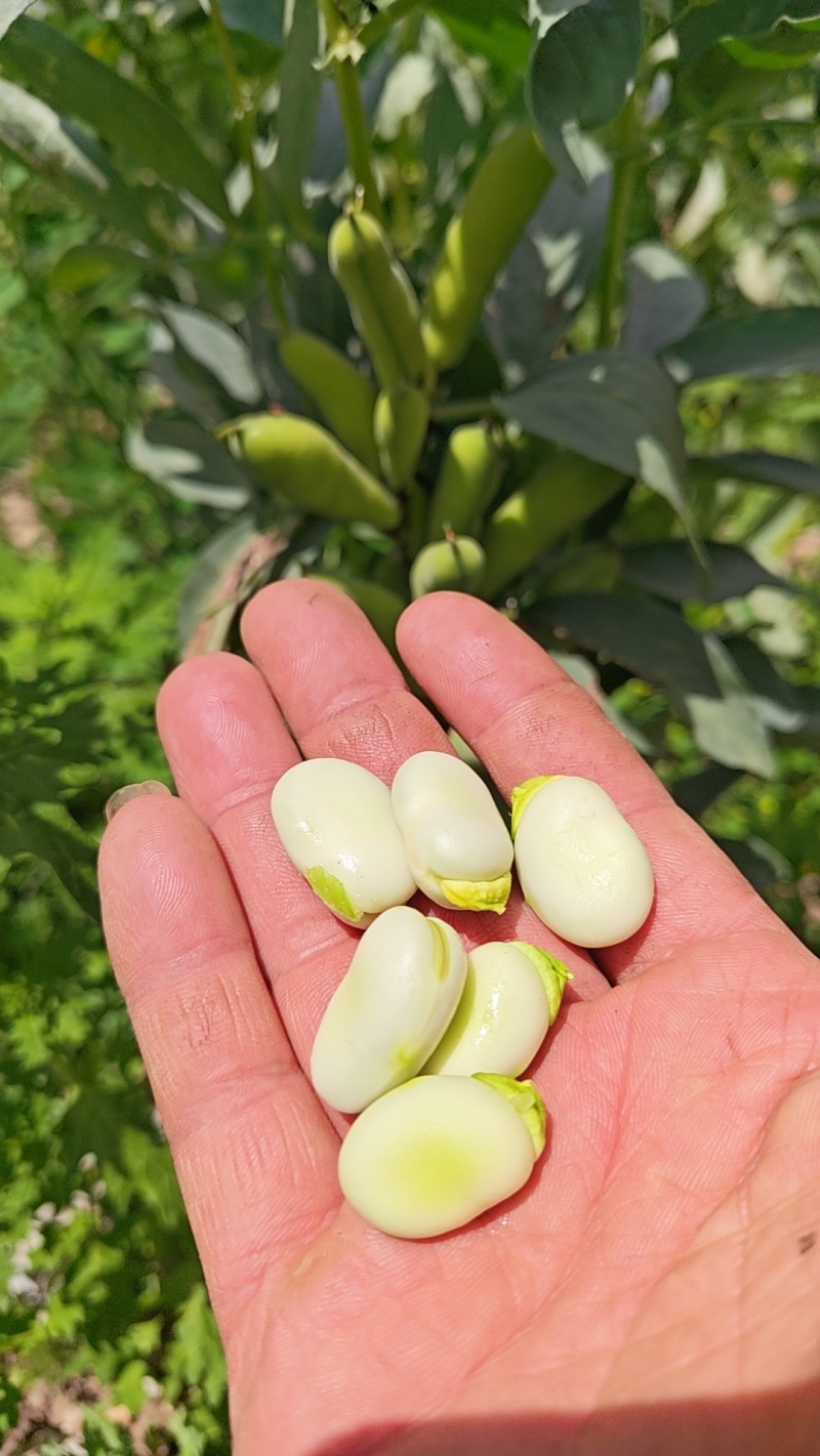 蚕豆鲜蚕豆