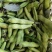 蚕豆鲜蚕豆
