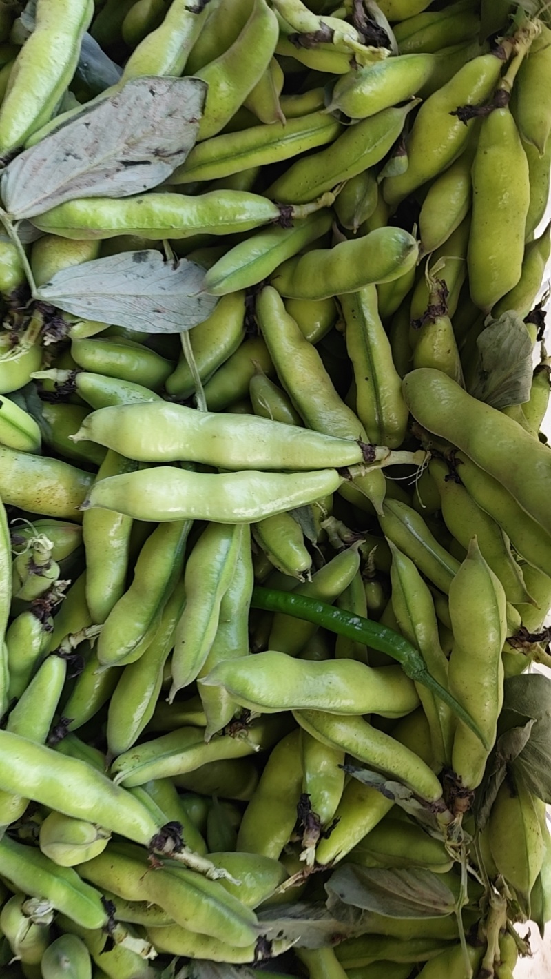 蚕豆鲜蚕豆