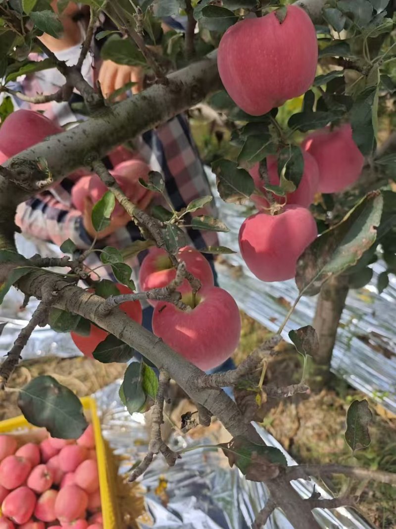 苹果花牛苹果、套袋红星