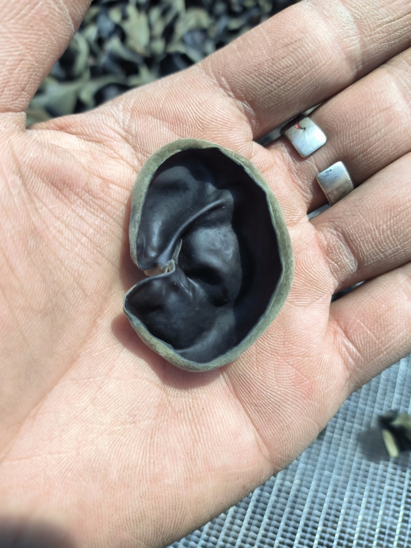 黑木耳统货，未过筛子，大小1.5-2.5cm