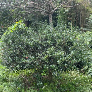 枸骨直径40公分