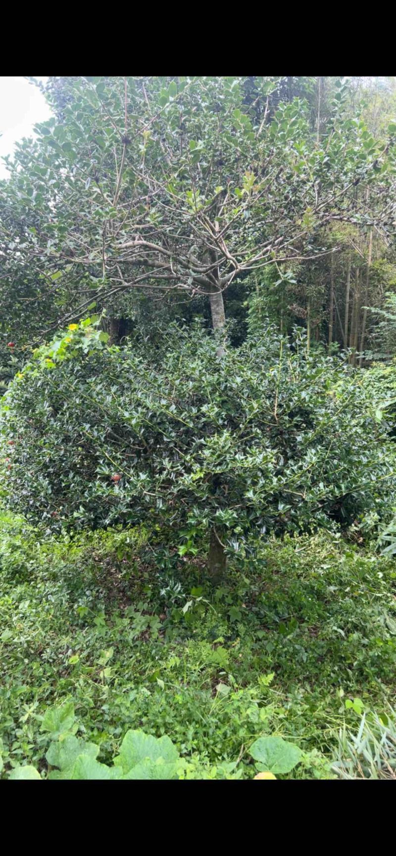枸骨直径40公分