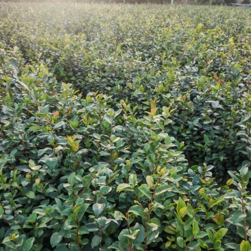 油茶苗20公分以上裸根苗