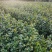 油茶苗20公分以上裸根苗