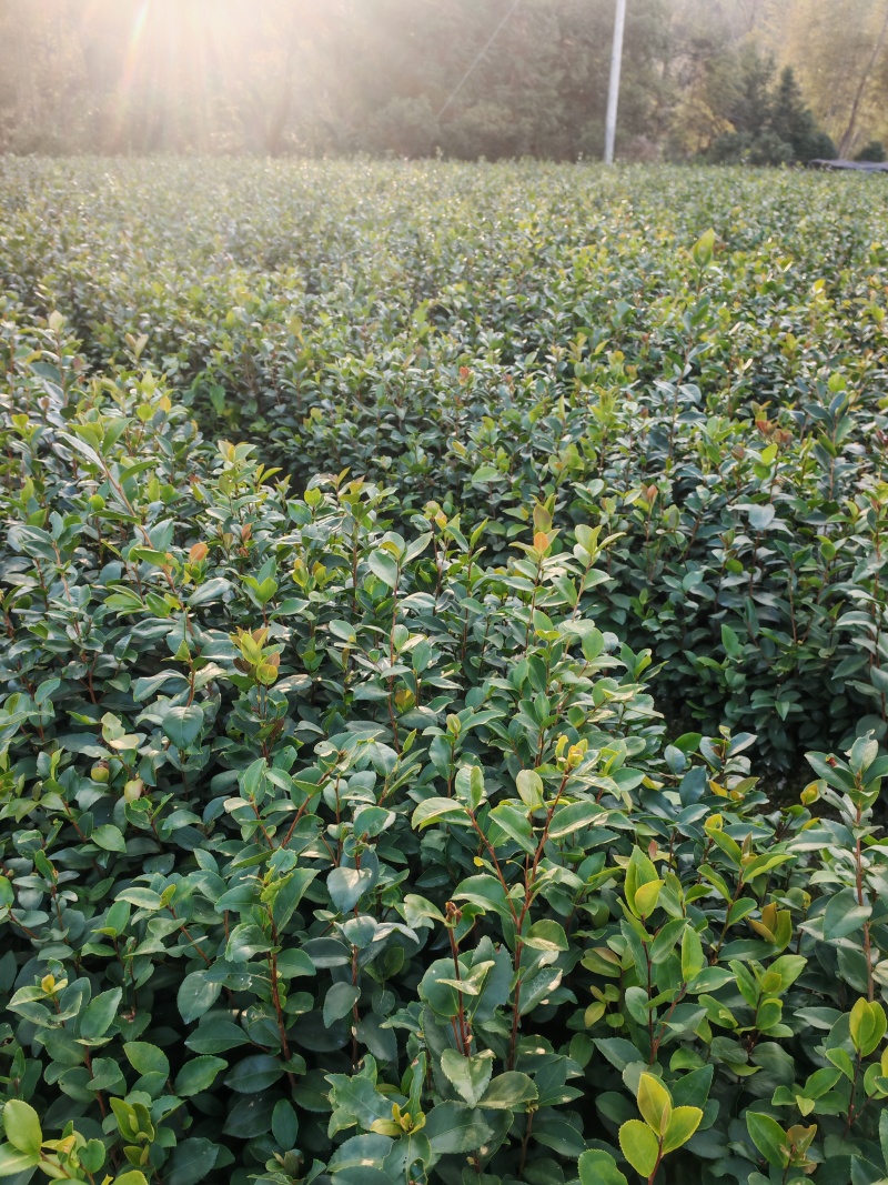 油茶苗20公分以上裸根苗
