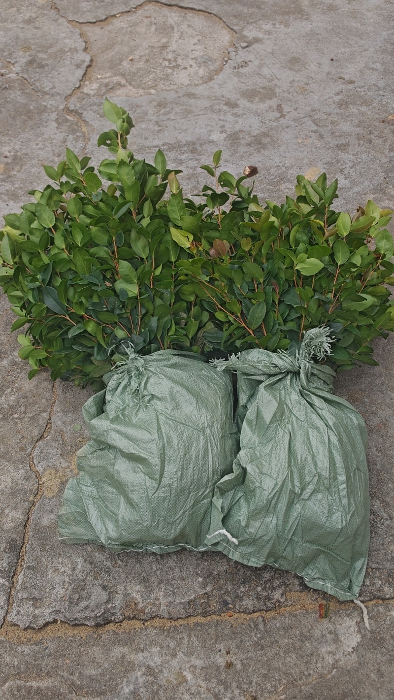 油茶苗20公分以上裸根苗