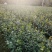 油茶苗20公分以上裸根苗