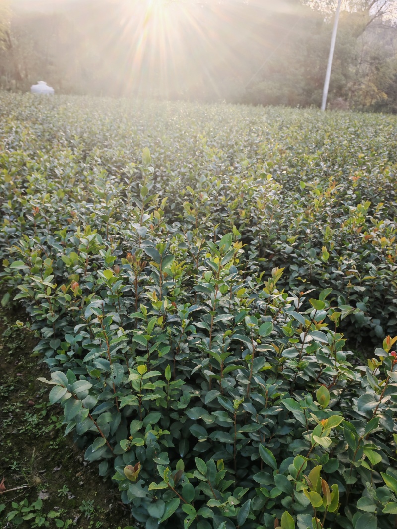 油茶苗20公分以上裸根苗