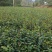 油茶苗20公分以上裸根苗