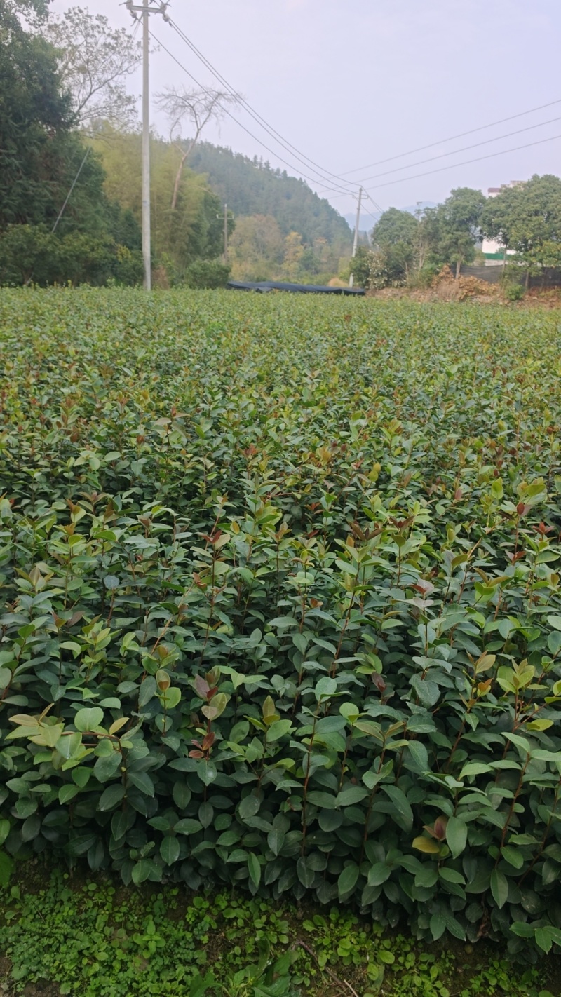 油茶苗20公分以上裸根苗