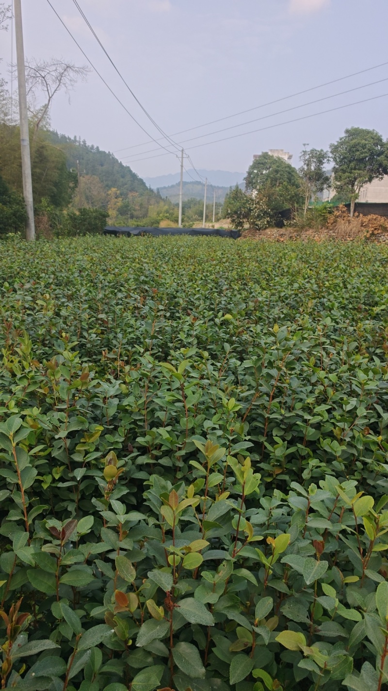油茶苗20公分以上裸根苗