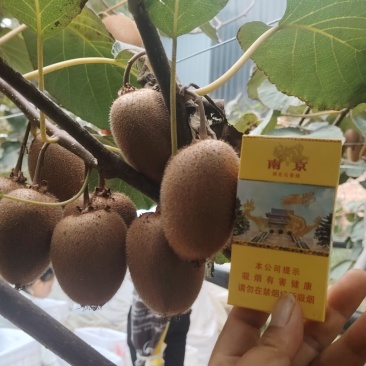 猕猴桃翠香70克起步/80克起步;海沃德80克起步;秦美