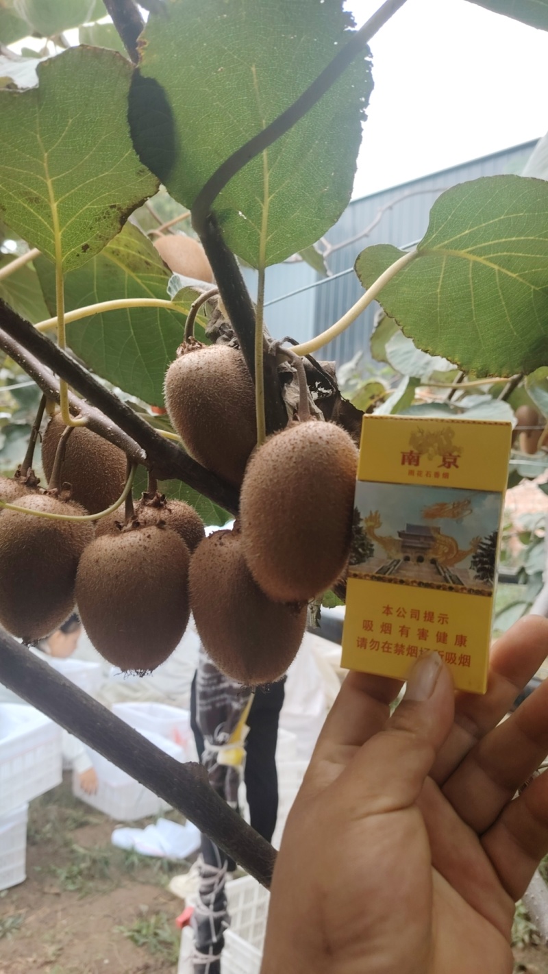 猕猴桃翠香70克起步/80克起步;海沃德80克起步;秦美