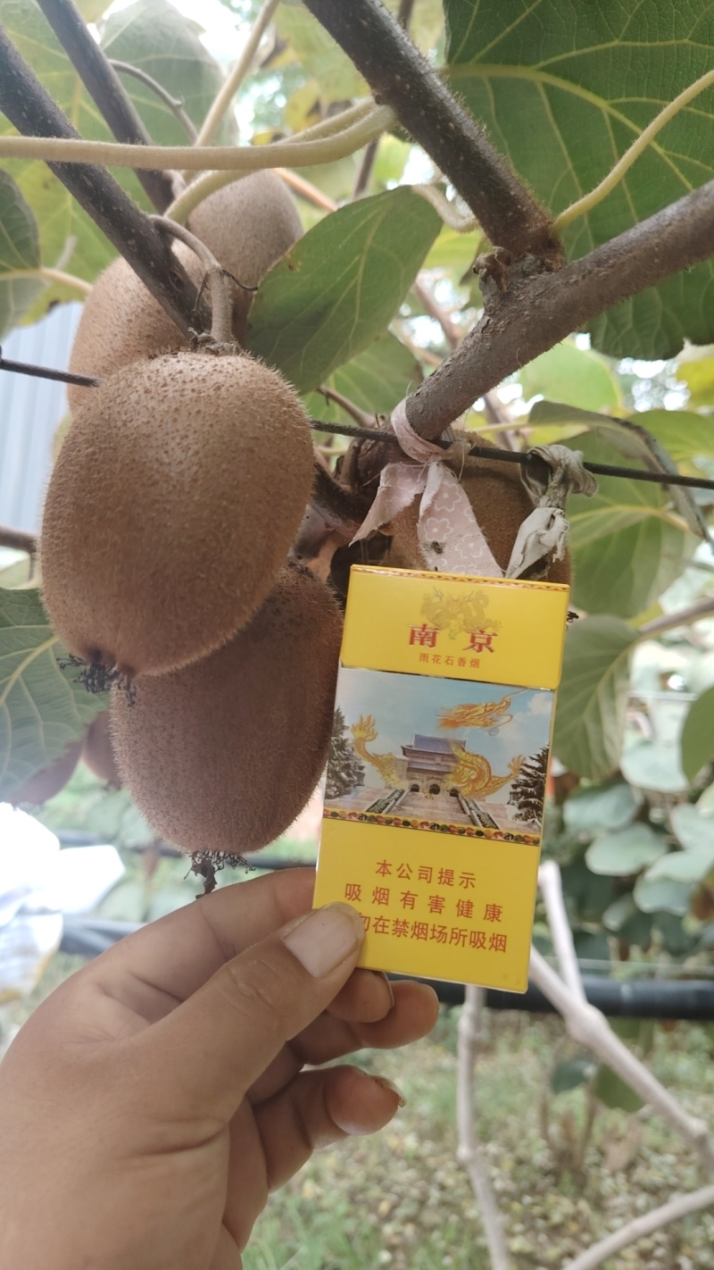 猕猴桃翠香70克起步/80克起步;海沃德80克起步;秦美