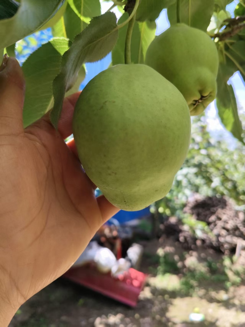 梨四两五