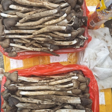 鸡枞菌黑皮鸡枞菌，鲜货，泡沫箱加冰袋，一件15公斤，冷链