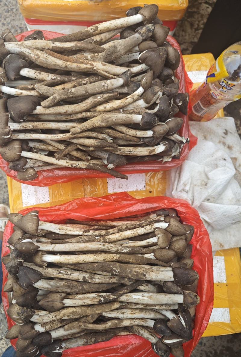 鸡枞菌黑皮鸡枞菌，鲜货，泡沫箱加冰袋，一件15公斤，冷链