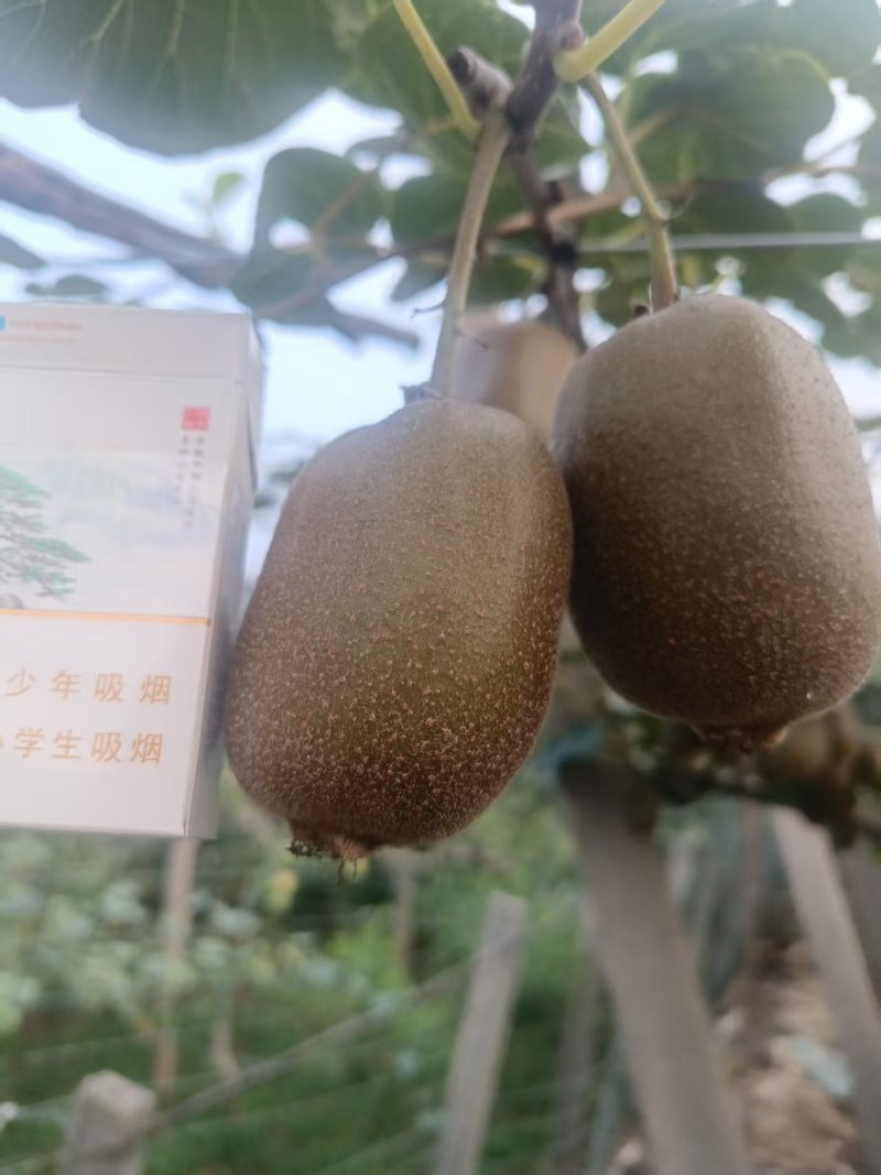 碧玉猕猴桃2两起步，上不封顶