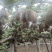 碧玉猕猴桃2两起步，上不封顶