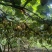 猕猴桃100-200g
