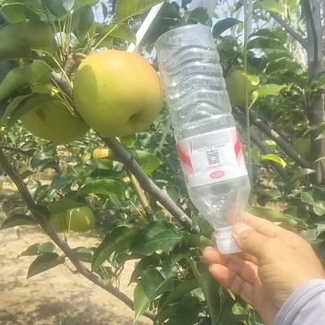 红梨75mm果径