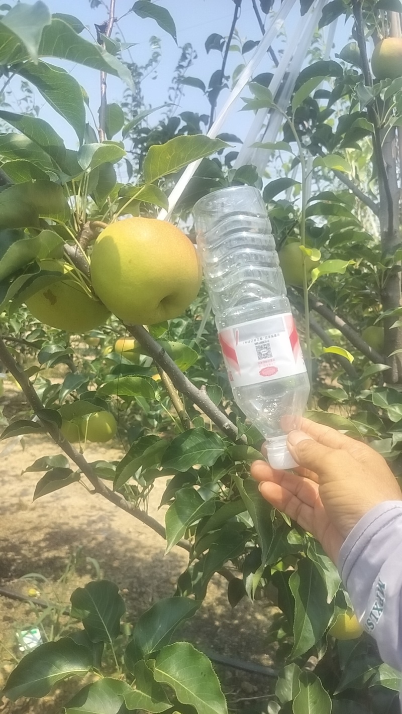 红梨75mm果径