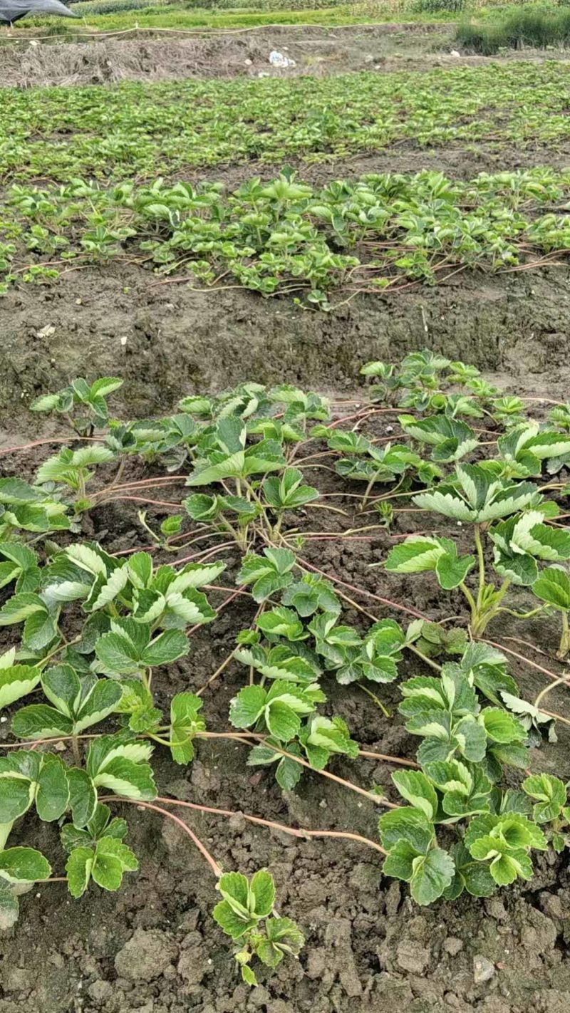 草莓苗50棵/捆