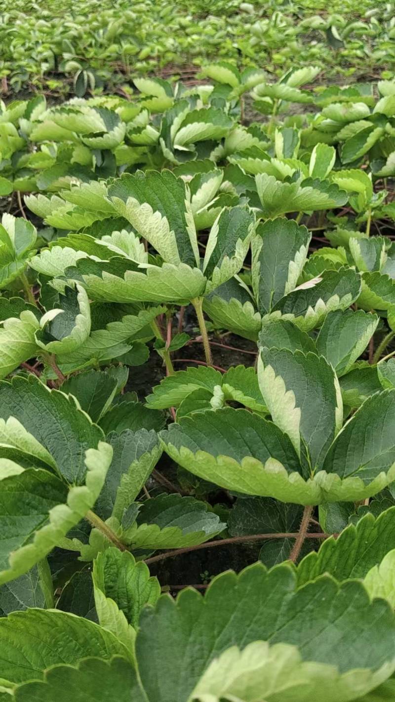 草莓苗50棵/捆