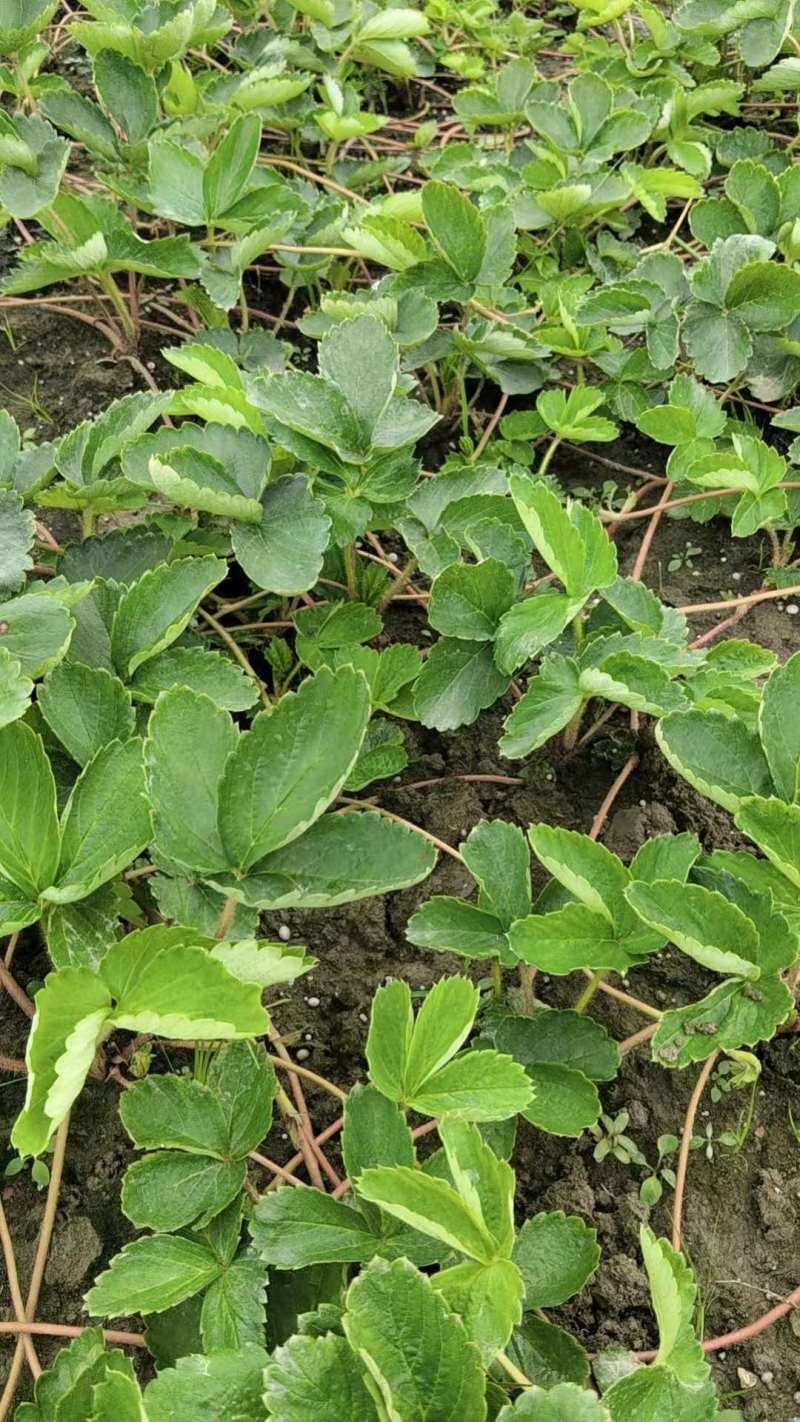 草莓苗50棵/捆