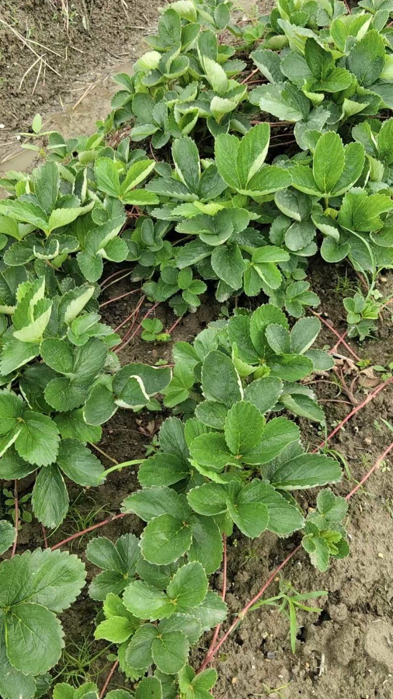 草莓苗50棵/捆