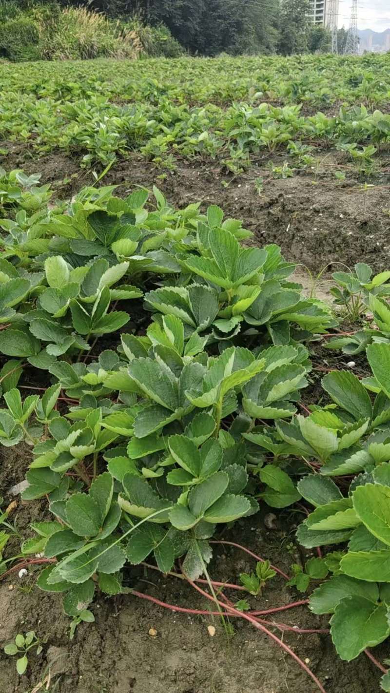 草莓苗50棵/捆