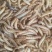 黄粉虫量大10元/斤，量少12-15元/斤