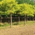 金枝槐15公分300元/棵；18公分420元/棵；20公