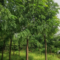 香花槐10公分180元/棵；12公分290元/棵