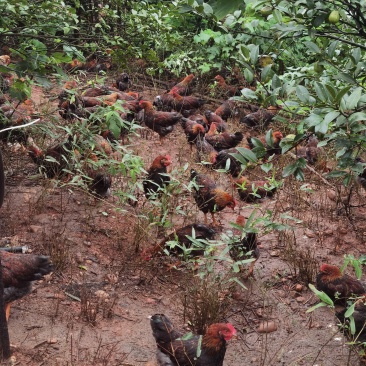活鸡继养鸡，客户买回去继续养，两斤左右一只