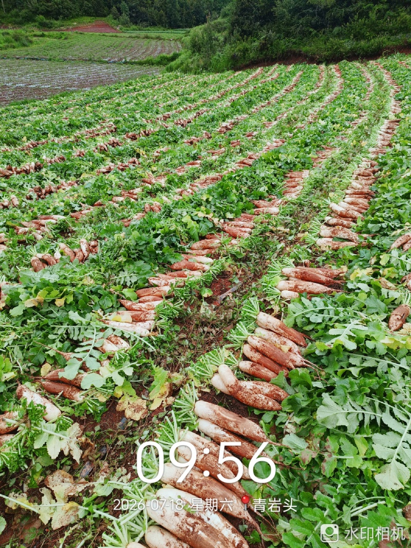 白萝卜1-2斤/根