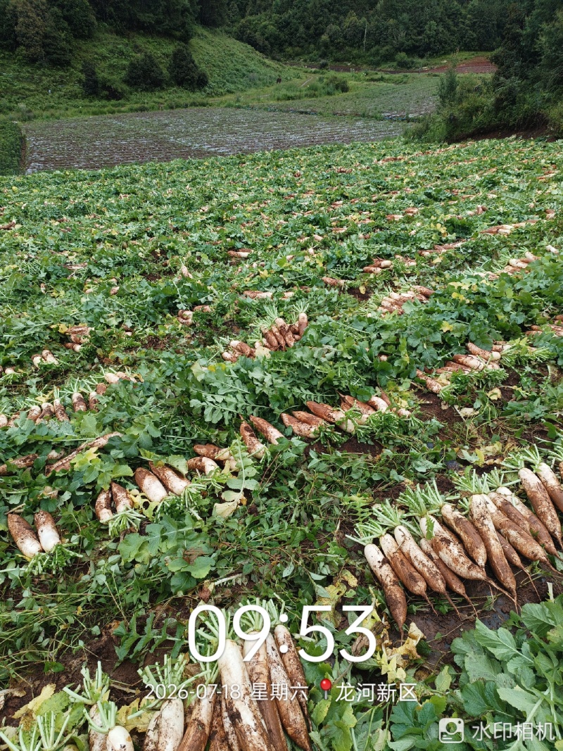 白萝卜1-2斤/根