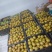 黄花梨大果6两以上/中果4-6两/小果4两以下