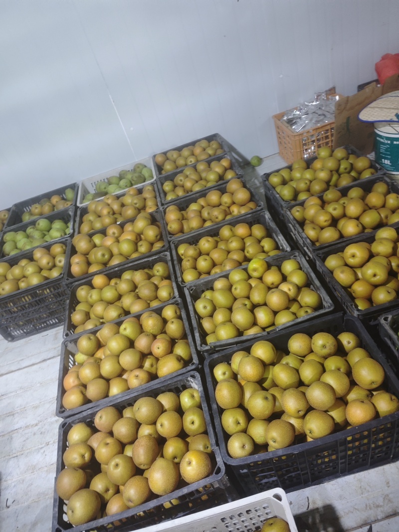 黄花梨大果6两以上/中果4-6两/小果4两以下