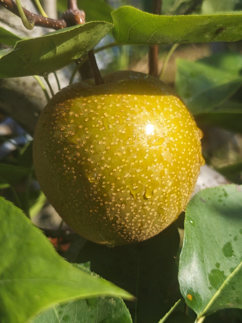 黄花梨大果6两以上/中果4-6两/小果4两以下