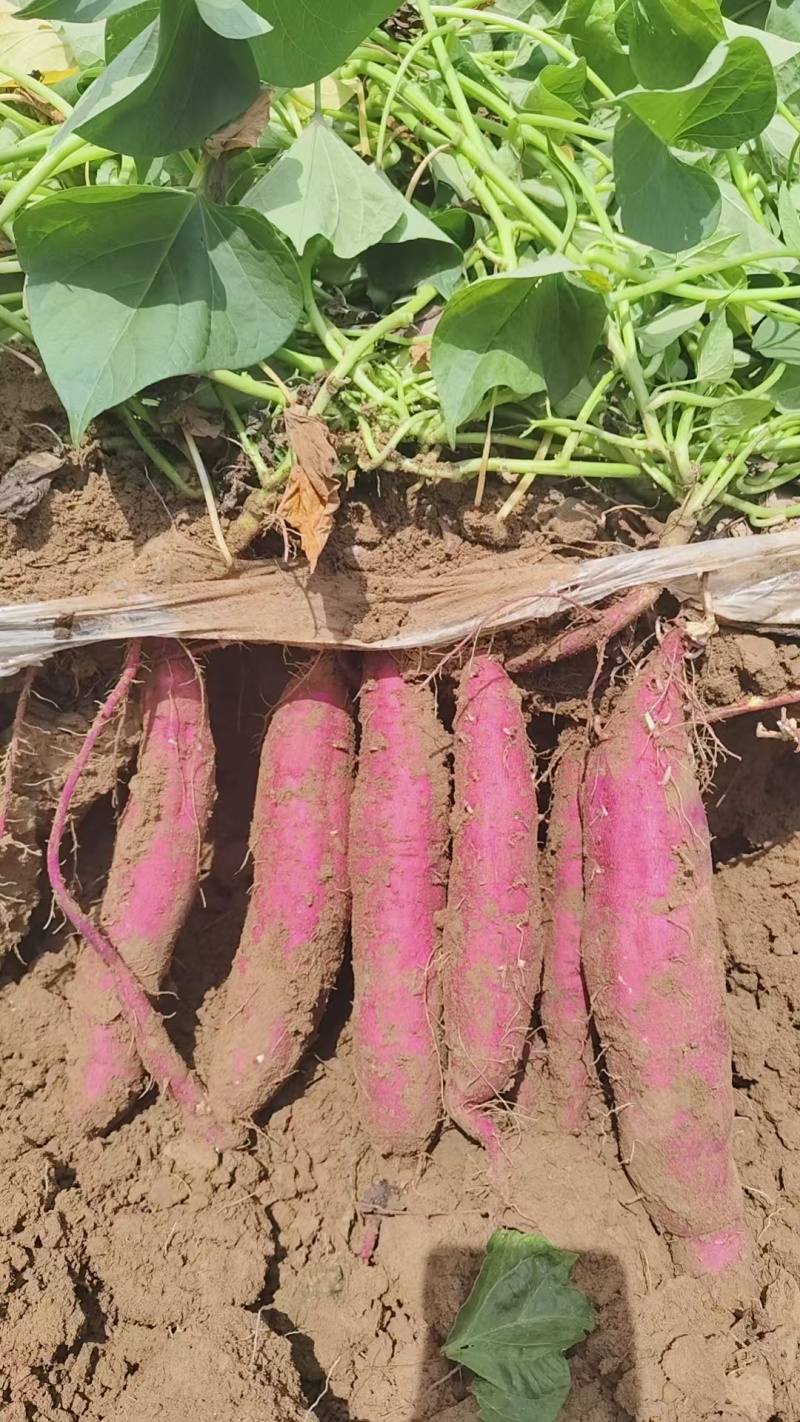 板栗薯板栗薯通货