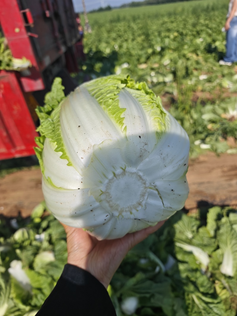 黄心白菜3-6斤/个