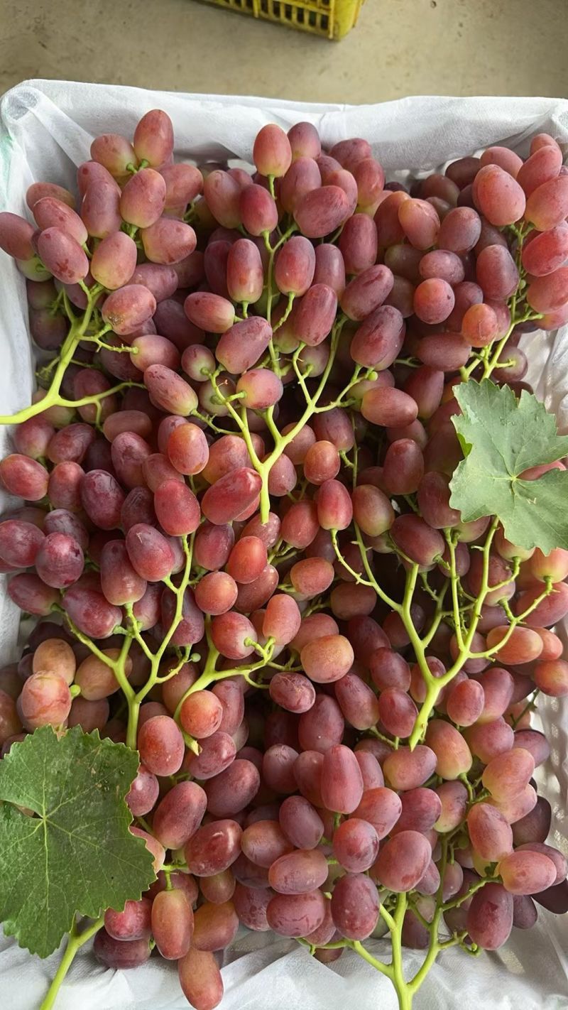 葡萄果粒一般，半公斤串
